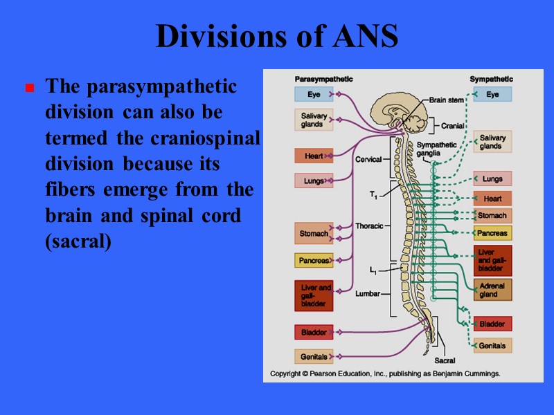 Divisions of ANS The parasympathetic division can also be termed the craniospinal division because